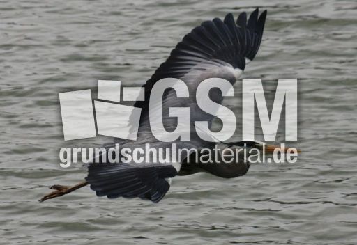 Graureiher-A 226.jpg